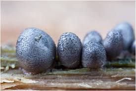 Attēlu rezultāti vaicājumam “Lycogala conicum”