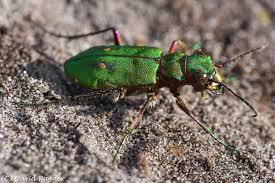 Attēlu rezultāti vaicājumam “Cicindela campestris imago”