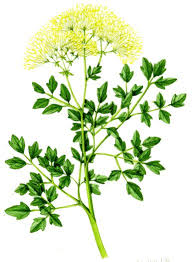 Attēlu rezultāti vaicājumam “Thalictrum flavum leaf”