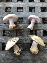 Attēlu rezultāti vaicājumam “Lepista sp.”