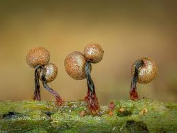 Attēlu rezultāti vaicājumam “Cribraria argillacea sessile”