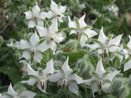 Image result for Borago officinalis