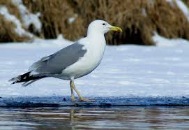 Image result for Larus cachinnans