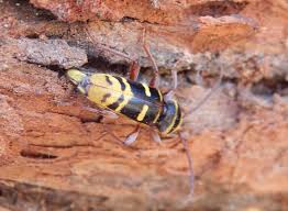 Attēlu rezultāti vaicājumam “Plagionotus detritus”