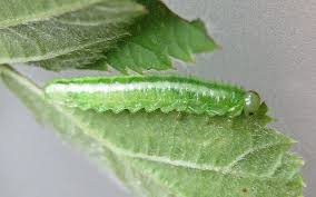 Attēlu rezultāti vaicājumam “Argidae larva”