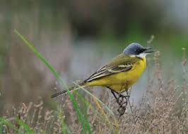 Attēlu rezultāti vaicājumam “Motacilla flava flava adult”