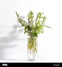 Attēlu rezultāti vaicājumam “Veronica longifolia bud”