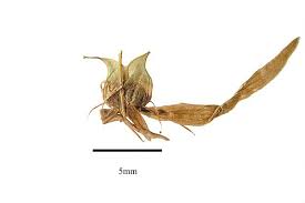 Attēlu rezultāti vaicājumam “Saxifraga cymbalaria fruit”