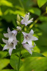 Attēlu rezultāti vaicājumam “Campanula latifolia leaf”