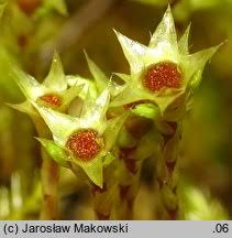 Attēlu rezultāti vaicājumam “Philonotis calcarea”