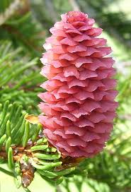 Attēlu rezultāti vaicājumam “Picea abies female flower”