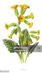 Attēlu rezultāti vaicājumam “Primula veris fruit”