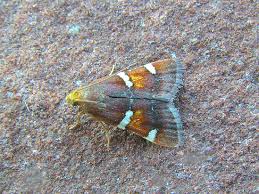 Attēlu rezultāti vaicājumam “Pyralis regalis”