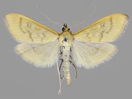 Attēlu rezultāti vaicājumam “Mecyna flavalis”