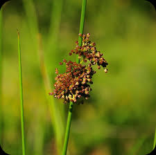 Attēlu rezultāti vaicājumam “Juncus conglomeratus”