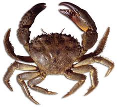 Image result for Eriphia verrucosa