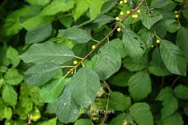 Attēlu rezultāti vaicājumam “Frangula alnus leaf”