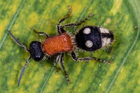 Attēlu rezultāti vaicājumam “Mutilla europaea”