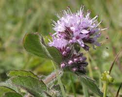 Attēlu rezultāti vaicājumam “Mentha aquatica leaf”