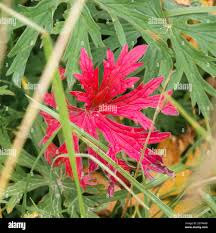 Attēlu rezultāti vaicājumam “Geranium pratense leaf”