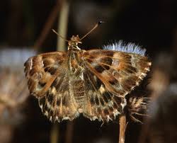 Attēlu rezultāti vaicājumam “Carcharodus floccifera upperside”