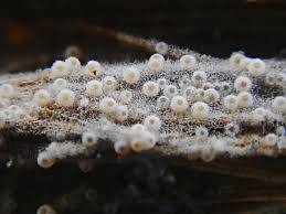 Attēlu rezultāti vaicājumam “Propolis farinosa”