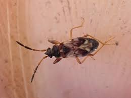 Attēlu rezultāti vaicājumam “Heteropterus morpheus underside”