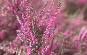 Attēlu rezultāti vaicājumam “Calluna vulgaris flower”