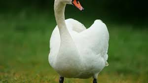 Attēlu rezultāti vaicājumam “Cygnus olor adult”