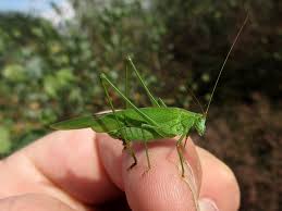 Attēlu rezultāti vaicājumam “Phaneroptera falcata”