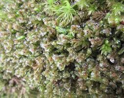 Attēlu rezultāti vaicājumam “Scapania undulata”