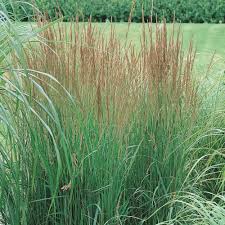 Attēlu rezultāti vaicājumam “Calamagrostis stricta”