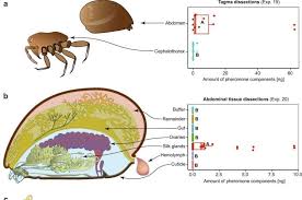 Attēlu rezultāti vaicājumam “Steatoda grossa female”