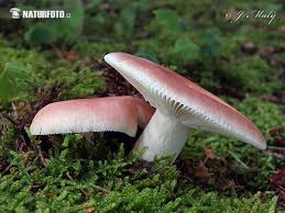 Attēlu rezultāti vaicājumam “Russula vesca”