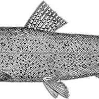 Image result for Salmo dentex