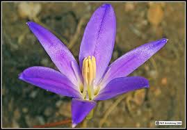 Attēlu rezultāti vaicājumam “Cribraria purpurea stalked”