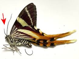 Attēlu rezultāti vaicājumam “Riodinidae”