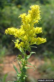 Image result for Solidago virgaurea