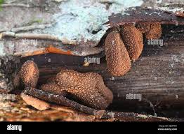 Attēlu rezultāti vaicājumam “Encoelia furfuracea”