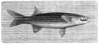 Image result for Chelon ramada