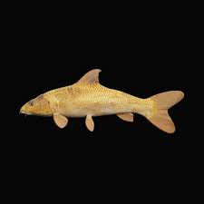 Image result for Barbus barbus