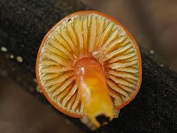 Attēlu rezultāti vaicājumam “Oligonema sp.”