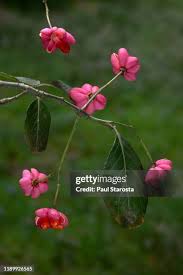 Attēlu rezultāti vaicājumam “Euonymus europaeus fruit”