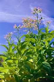 Attēlu rezultāti vaicājumam “Nicotiana tabacum flower”