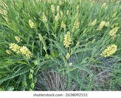 Attēlu rezultāti vaicājumam “Astragalus arenarius leaf”
