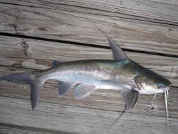 Image result for Bagre marinus