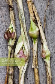 Attēlu rezultāti vaicājumam “Allium sativum bud”