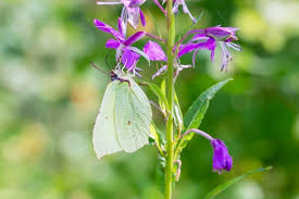 Attēlu rezultāti vaicājumam “Pieris rapae female”