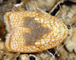 Attēlu rezultāti vaicājumam “Acleris forsskaleana”