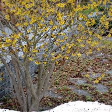 Attēlu rezultāti vaicājumam “Hamamelis virginiana flower”